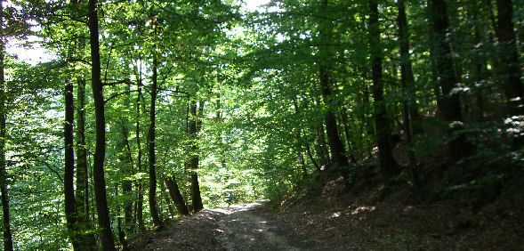Path to the Dombach valley