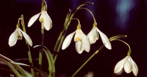 Frühling in Metzenseifen